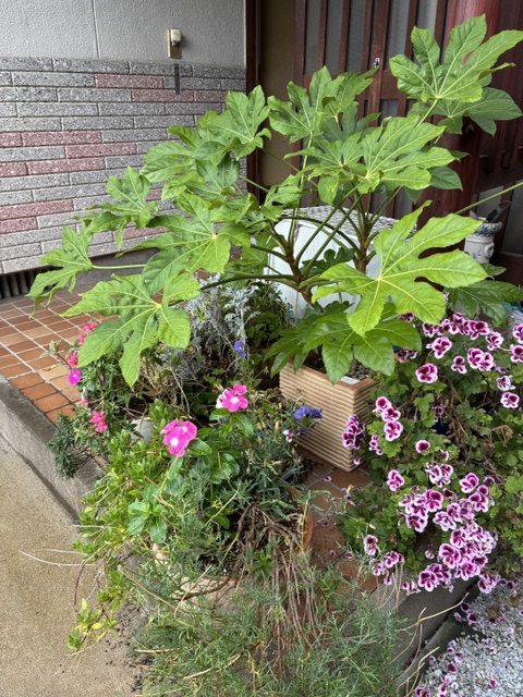みゆきの部屋！！//玄関のヤツデ大きく育ち！どうか邪気を払って金運アップ！！　/ 　縁起が良いから玄関に。五島の山奥にはたくさんありました。五島の山奥から、皆様が今年残りこれから良いことが起きますように！