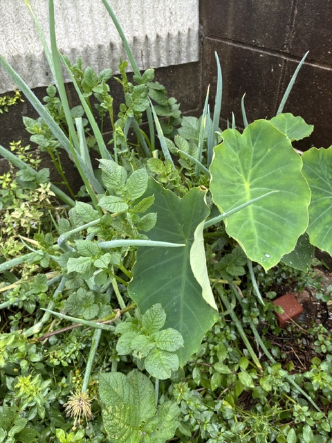 みゆきの部屋//大雨の毎日！・・・庭の野菜が喜んでいます。里芋の葉っぱが一気に伸びました・・嬉しい光景に癒されています。そして！！皆様のフォローで元気をもらって！介護を楽しく過ごせています。ありがとうございます。