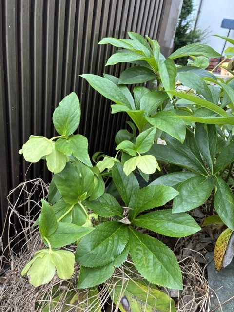 介護と近隣コミュニケーションの重要性